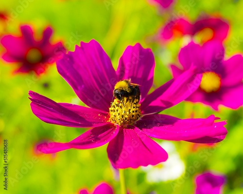 a bumblebee is sitting on a bright pink cosmos flower and collecting pollen on a sunny day