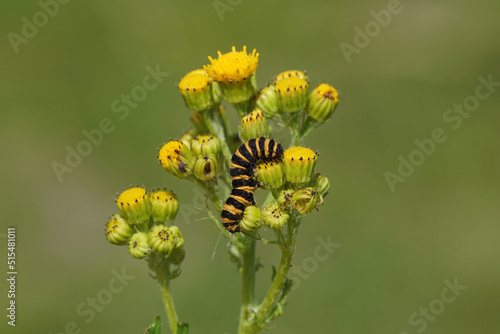 Caterpillar of cinnabar moth (Tyria jacobaeae), family Erebidae on flowers of  the ragwort Jacobaea vulgaris subsp. dunensis (syn. Senecio) ' Family Mints (Asteraceae or Compositae). July.   photo