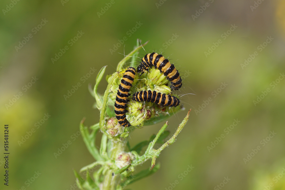 Caterpillars of cinnabar moth (Tyria jacobaeae), family Erebidae on flowers buds of the ragwort Jacobaea vulgaris subsp. dunensis (syn. Senecio) ' Family Mints (Asteraceae or Compositae). July. Caterpillars of cinnabar moth (Tyria jacobaeae), family Erebidae on flowers buds of the ragwort Jacobaea vulgaris subsp. dunensis (syn. Senecio) ' Family Mints (Asteraceae or Compositae). July.