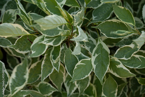 Green Leaves background. Cornus alba argenteomarginata