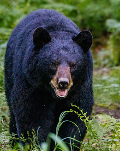American black bear (Ursus americanus) in the forest during early summer. Selective focus, background blur and foreground blur.

