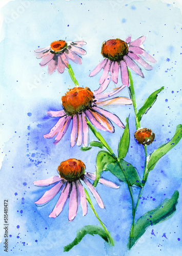 Echinacea watercolor illustration.  Hand Painted chamomile, daisy, flower. Botanical flower on an isolated white background for your design, postcard, poster, book decoration.  © Anton
