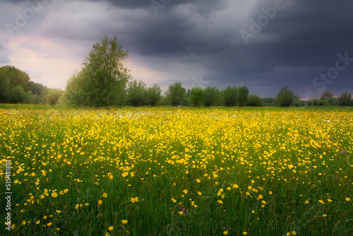 fFeld of yellow flowers. © Nathalie