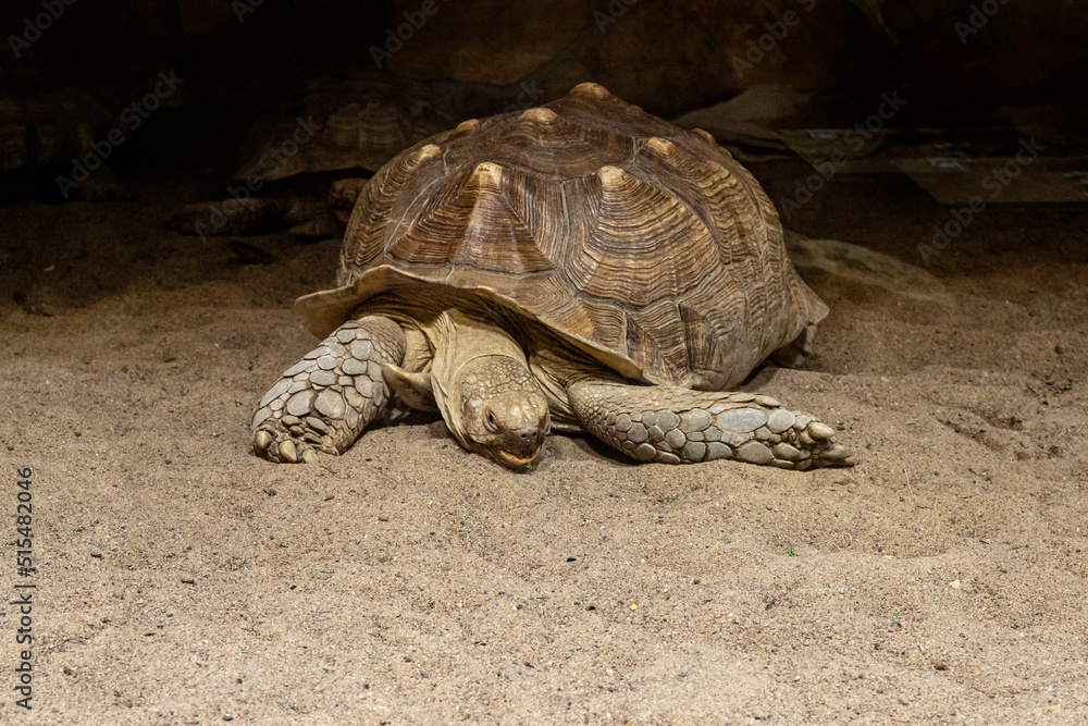 Obraz premium Giant tortoise on a sandy beach