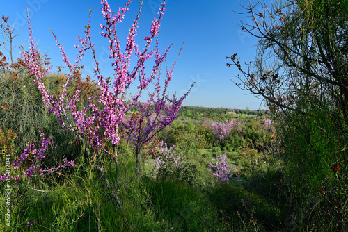 Judas tree // Judasbaum (Cercis siliquastrum) - Kato Olympos, Greece
