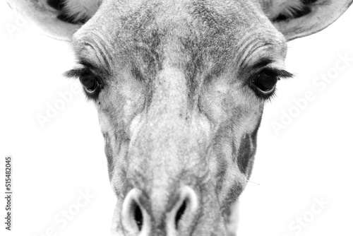 Portrait of a giraffe.
