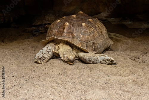 Giant tortoise on a sandy beach
