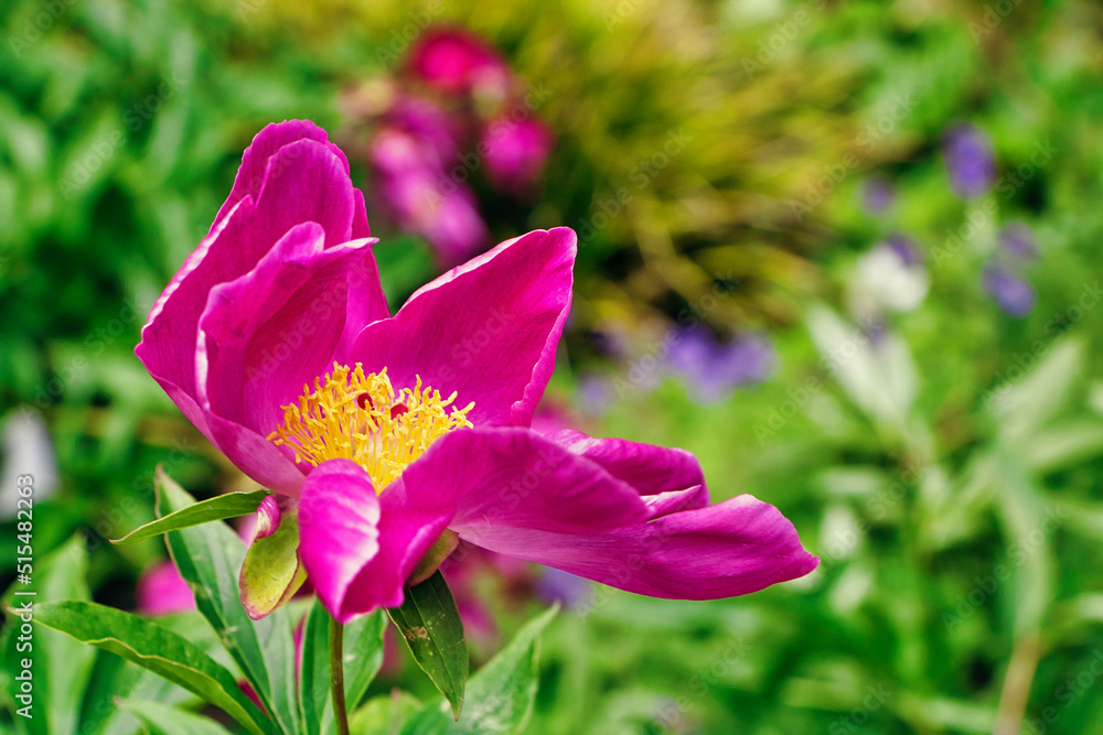 Fototapeta premium Pfingstrose, Pinke Rose mit gelber Mitte und grünen Blättern 