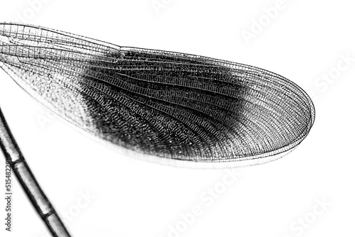 Black and white wing - damselfly - close-up