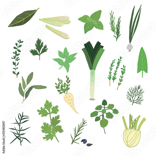 Green herbs and spices vector illustrations set