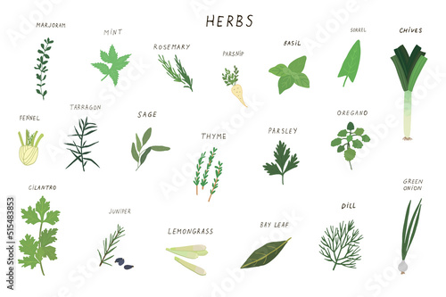 Green herbs and spices vector illustrations set