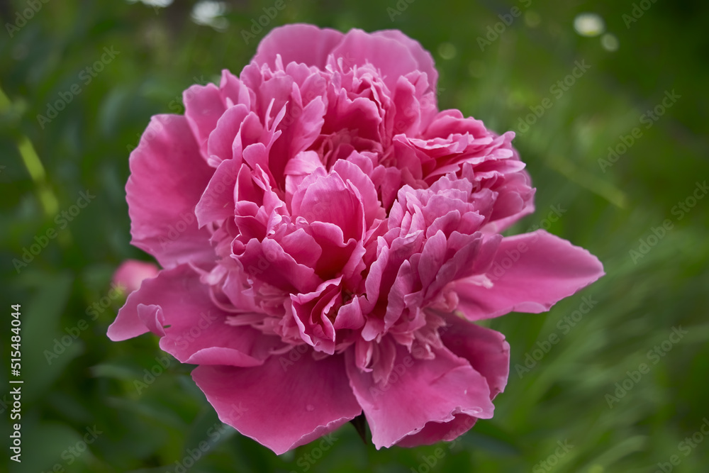 Pink peony flower on blurred background. Beautiful fragrant peonies flowers