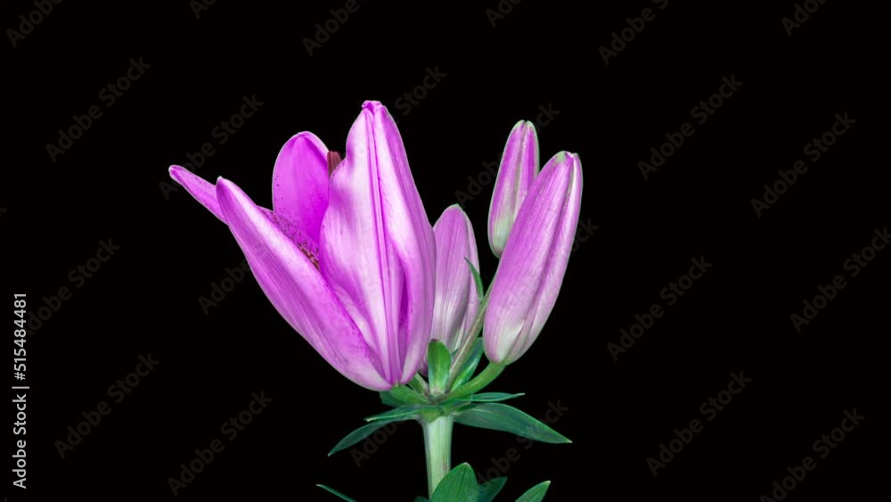 A flower opens. Yellow lily flower on a black background, known as Lilium parryi. Time lapse A flower opens. Yellow lily flower on a black background, known as Lilium parryi. Time lapse