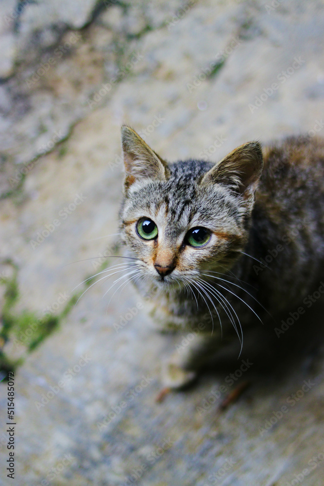Grey kitten is looking at to the camera asking for food Grey kitten is looking at to the camera asking for food