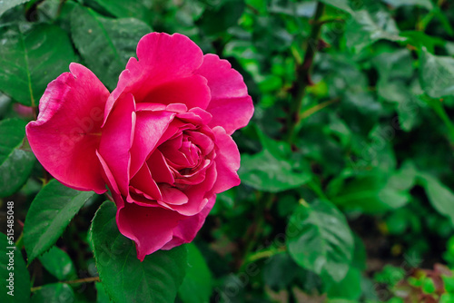 Rosa China Rose mit grünen Blättern 