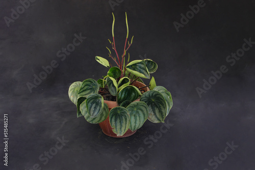 Watermelon peperomia on orange pot on grey background photo