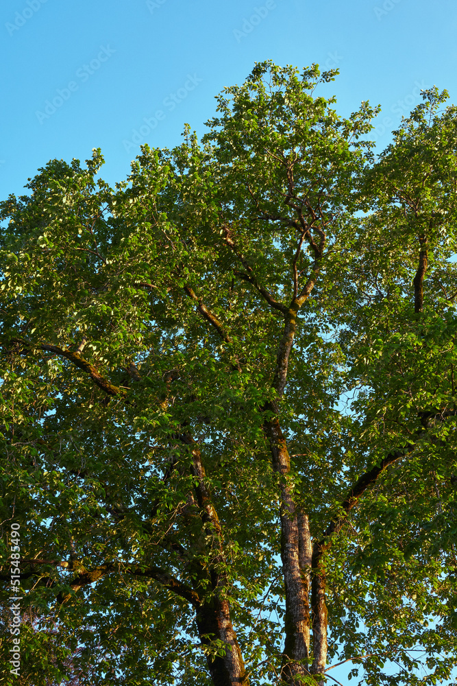 trees in the forest of Bogstad Farm, Bogstad, Oslo trees in the forest of Bogstad Farm, Bogstad, Oslo