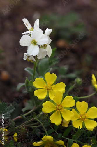 Mountain rock cress (Arabis caucasica) blooming white flower in a botanical garden, Lithuania