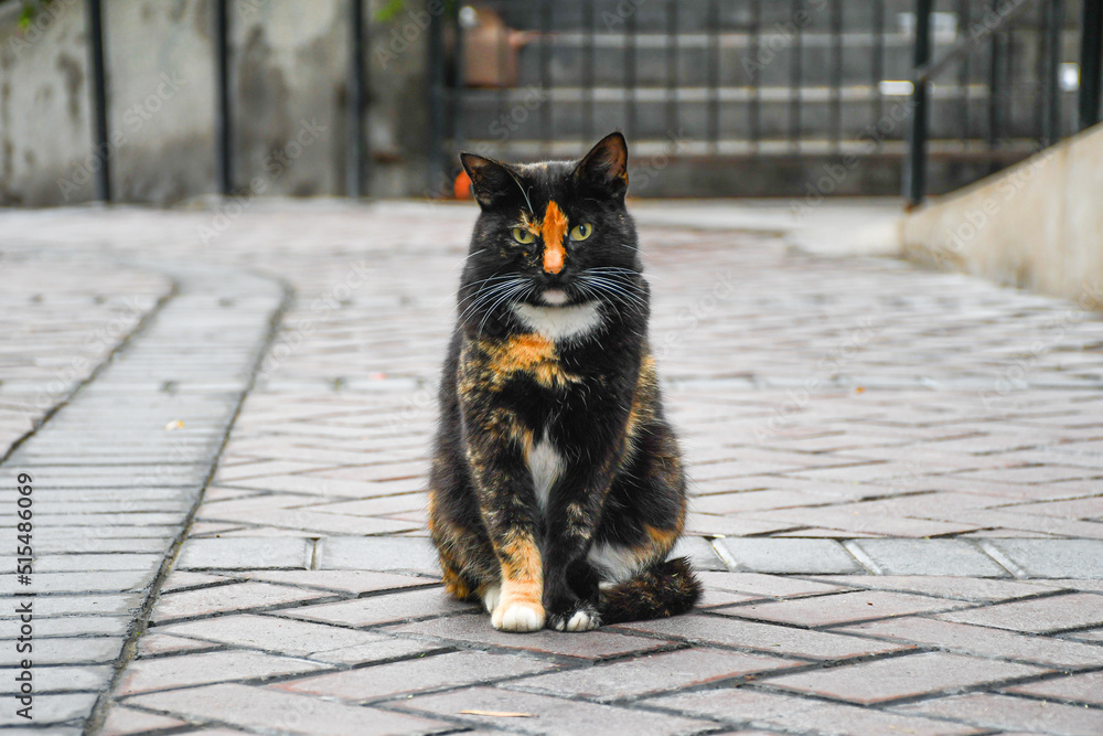 black cat sitting on the ground