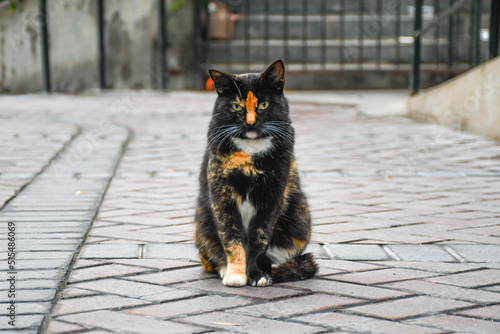 black cat sitting on the ground