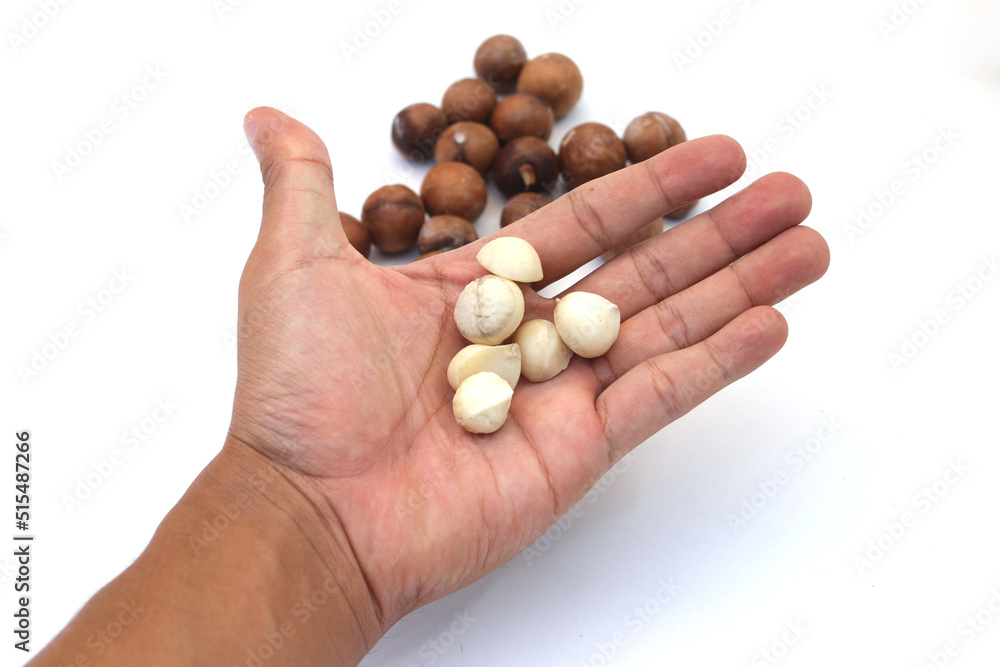 Hand holding macadamia nuts isolated on white background Hand holding macadamia nuts isolated on white background