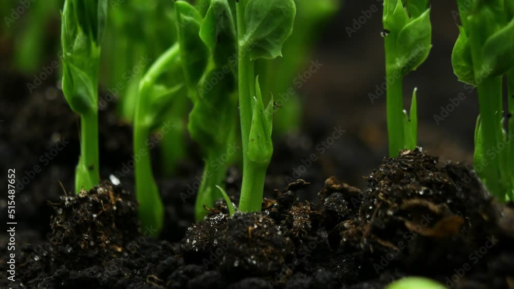 Growing plants in time lapse series, Beautiful pea sprouts germination