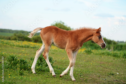 walking  beautiful  sorrel foal of sportive breed in meadow at freedom. cloudy day. close up