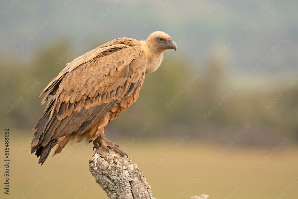 Fototapeta premium Sęp płowy, griffon vulture, Eurasian griffon (Gyps fulvus)