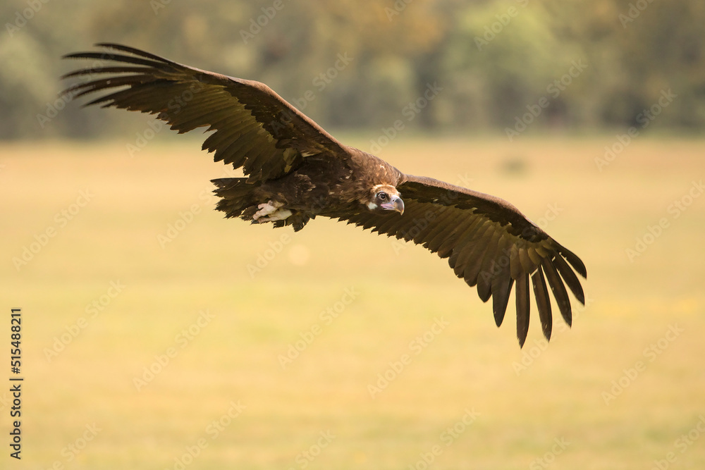 Sęp kasztanowaty, cinereous vulture, black vulture, monk vulture, Eurasian black vulture (Aegypius monachus) - obrazy, fototapety, plakaty 