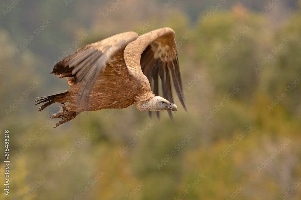 Sęp płowy, griffon vulture, Eurasian griffon (Gyps fulvus) Sęp płowy, griffon vulture, Eurasian griffon (Gyps fulvus)