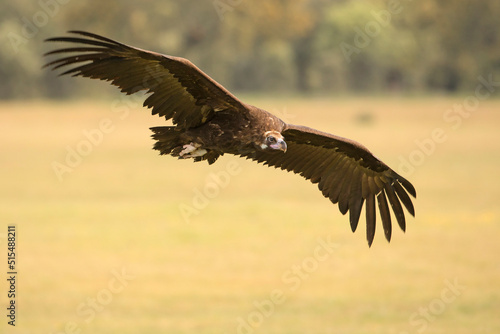 Sęp kasztanowaty, cinereous vulture, black vulture, monk vulture, Eurasian black vulture (Aegypius monachus) © Grzegorz
