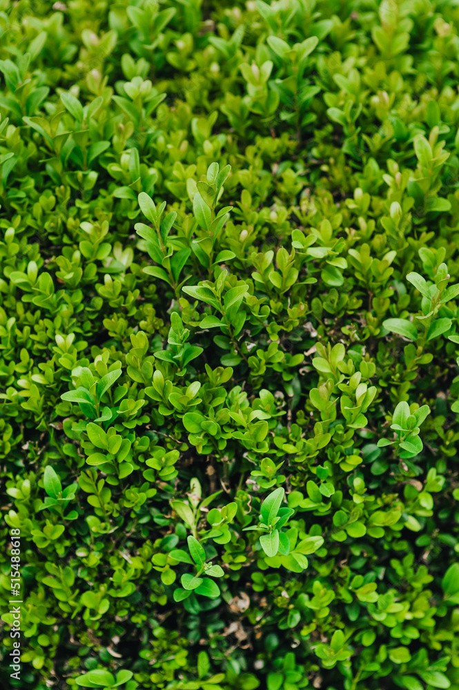 Beautiful background, texture of green leaves, foliage of evergreen boxwood. Photography of nature in the garden. Beautiful background, texture of green leaves, foliage of evergreen boxwood. Photography of nature in the garden.