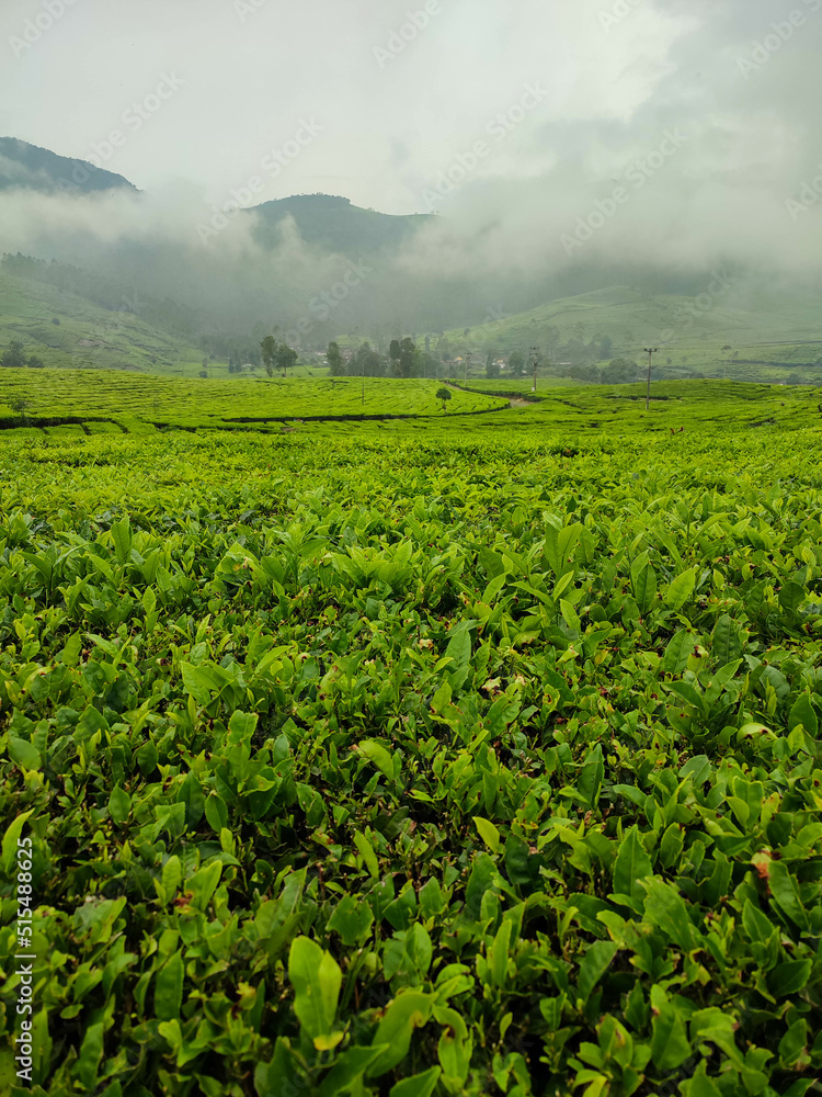 Tea plantation landscape in the afternoon Tea plantation landscape in the afternoon