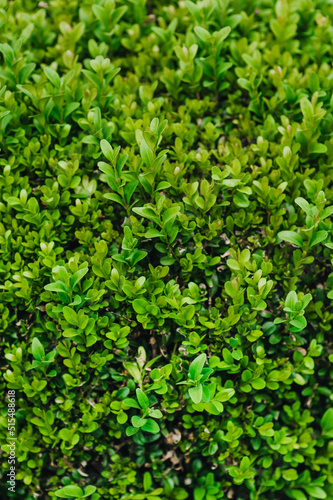 Beautiful background, texture of green leaves, foliage of evergreen boxwood. Photography of nature in the garden.