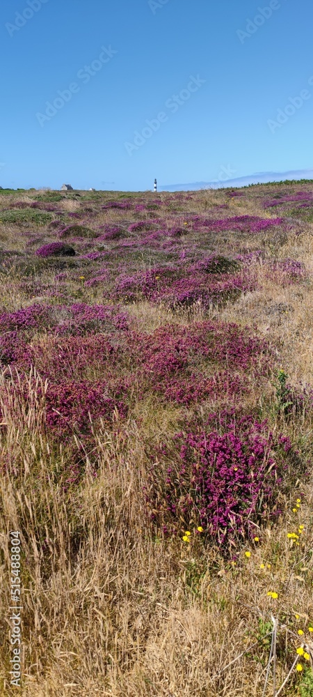Obraz premium Heidelandschaft in der Bretagne auf Ouesand
