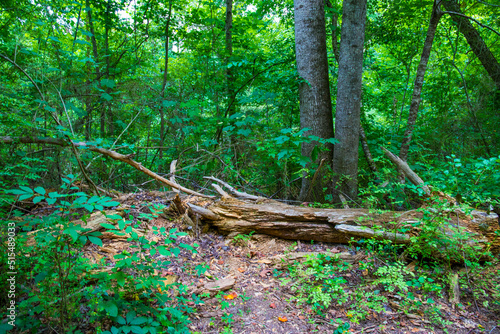 a large fallen tree in the woods surrounded by lush green trees, grass and plants at Dupree Park in Woodstock Georgia USA photo