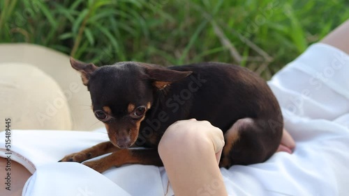 Cheerful friendly toy terrier dog breed. small happy chocolate colored dog in nature in the summer. Nature picnic concept. 
The owner is stroking the dog