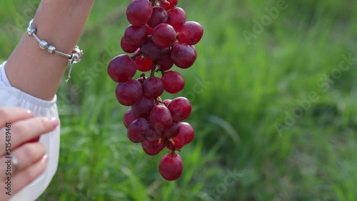 Nature picnic concept. Girl holding a bunch of red grapes against a sunset backdrop. 