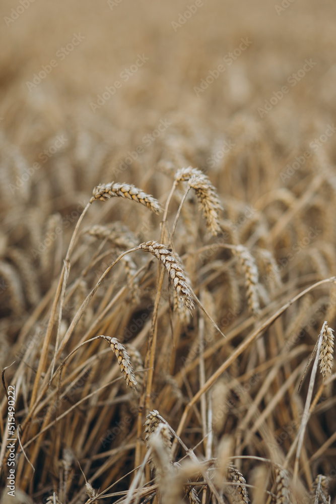 Fototapeta premium Close up of wheat ears, field of wheat in a summer day. harvesting period