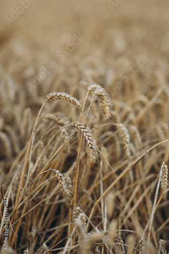 Close up of wheat ears, field of wheat in a summer day. harvesting period