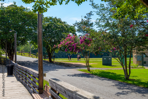 a road through the park surrounded by a brown wooden bridge over the lake, pink trees, and lush green trees and plants with blue sky and clouds at Dupree Park in Woodstock Georgia USA photo