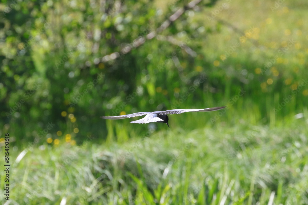 black tern, bird in flight , Chlidonias niger black tern, bird in flight , Chlidonias niger