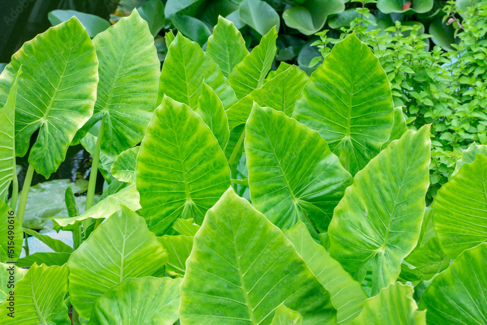 Leaves of Colocasia, a Plan whose origin in in the South East of Asia