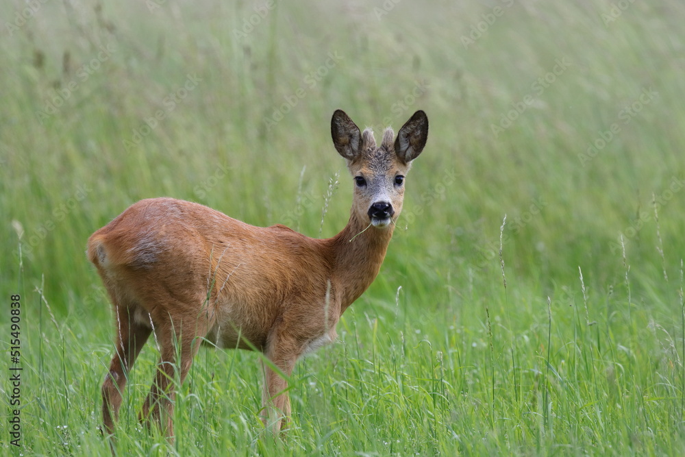 deer in the grass deer in the grass