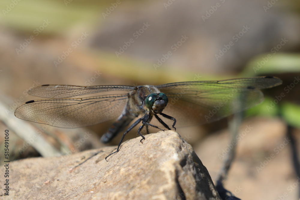 close up of a dragonfly close up of a dragonfly