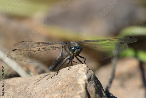 close up of a dragonfly © Robert
