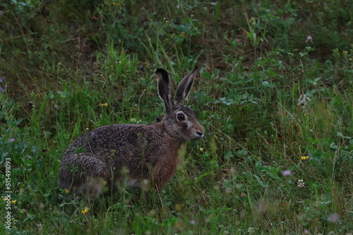 rabbit in the grass