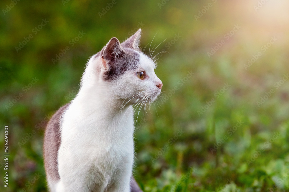 White spotted cat in the garden on a blurred background in sunny weather