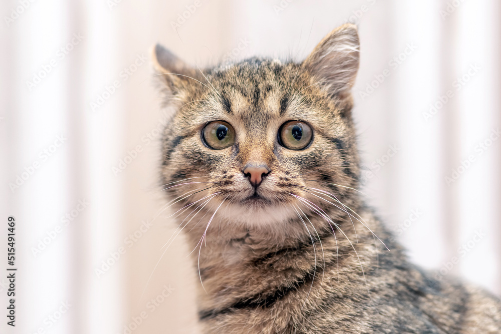 Cute tabby cat with big eyes on a light blurred background