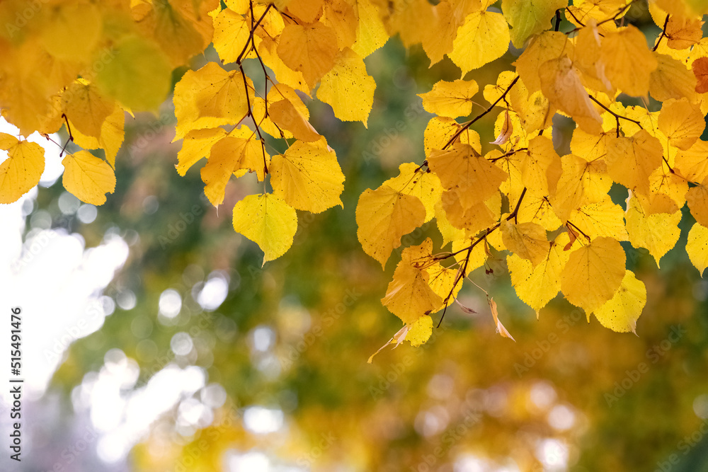 Yellow linden leaves on a tree. Autumn leaves Yellow linden leaves on a tree. Autumn leaves
